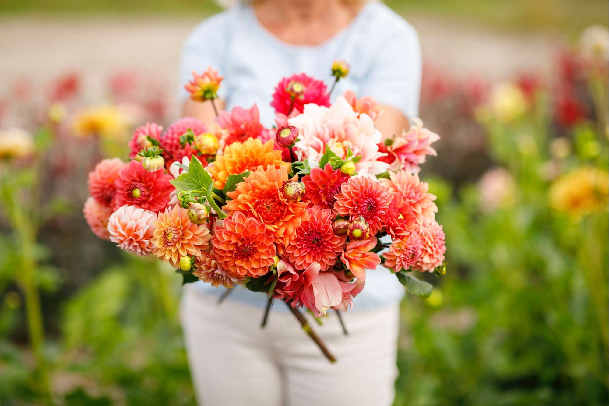 Dahliamix 'Jennifer'